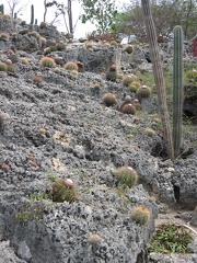 Cactus Hill